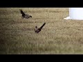 【戯れあい】コウライキジ ring necked pheasant