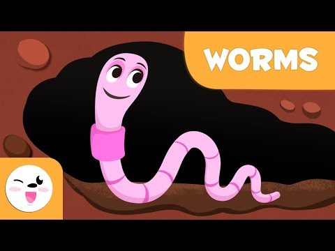 What is difference between a worm and insect?