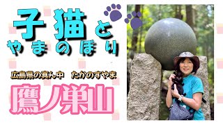 【猫と山登り】広島の低山【鷹ノ巣山】に赤ちゃん猫と一緒に山登りをしてきました。2024.9.8.