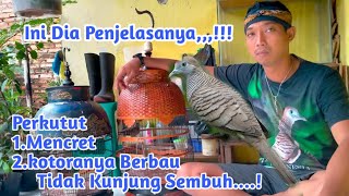 KENAPA KOTORAN PERKUTUT MENCRET,,?Tidak kunjung sembung (part.3)