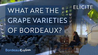 The Wine Grape Varieties of Bordeaux