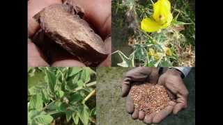 Medicinal Rice P5E Formulations for Polygala Excess: Pankaj Oudhia's Medicinal Plant Database