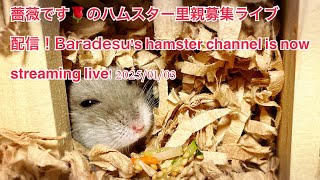 薔薇です🌹のハムスター里親募集ライブ配信！Baradesu's hamster channel is now streaming live! #薔薇です🌹 #baradesu 2025/01/03