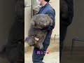 【wombat】抱っこされるフクちゃん☆ shorts wombat