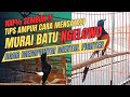 100% SEMBUH !!!! - CARA MENGATASI MURAI BATU NGELOWO