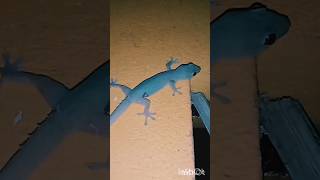 #evening #Gecko sound #tokkok #tokkhok #youtubeshorts #kokka_price #tending #amazingsound #vlog #yt