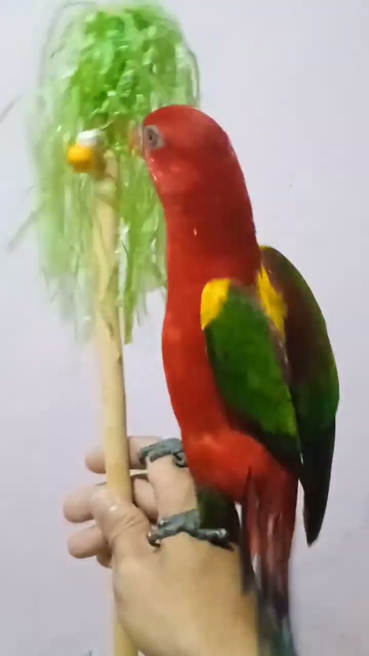 15 April 2024 Youtube