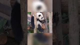 熊貓寶寶能聽懂人說話的證據+1  #panda #adorablepanda #cute #cutepanda #animals