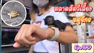 Zing’s Day I ตะลุยสัตว์เลี้ยงจตุจักร Ep.190