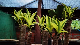 Dracaena plant from cutting simple