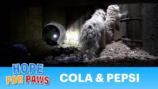 Hope For Paws: Bonded poodles struggling to survive in a sewer get a heartwarming rescue #dog