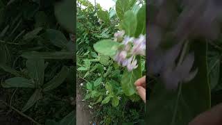 Erukku plant or Calotropis gigantea plant #kannur #plant