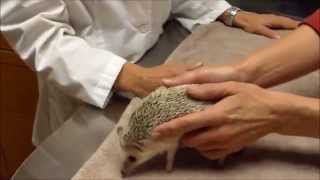 Socializing your hedgehog