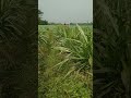 indonesian smart napier grass cultivation.