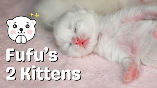 Ragdoll Kittens 10 Days Old | So Cute