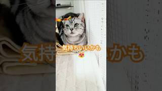 どうなる？2 #cat #猫 #cute