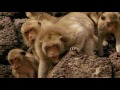 Clash of Macaque Monkey Clans  Animal Fight Night