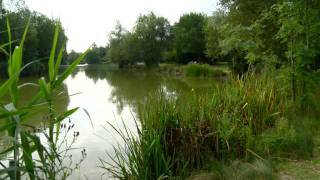 Birds Green - Carp TV Fishery Focus