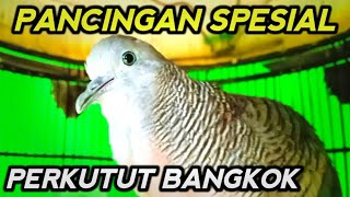 PANCINGAN SPESIAL PERKUTUT BANGKOK.