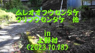 きのこ狩りin上野村(2023.10.18)ムレオオフウセンタケ、クリフウセンタケ　他