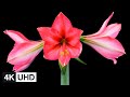 🔥 4K Flowers Time Lapse | Blooming, Dying, Resurrection | Crab Apple, Apricot, Orchid, Dahlia, etc.