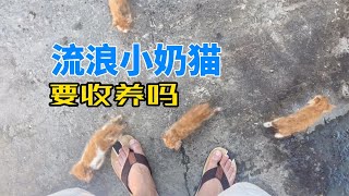 刚出生的7只小奶猫被遗弃，达文西想收养，但条件不允许