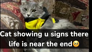 Cats have some special ways to showing you when there life is nearing the end!! Its sad🥺💔