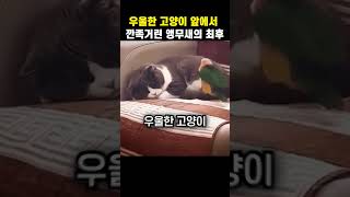 우울한 고양이 앞에서 깐족거린 앵무새의 최후