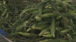 After some delays Iowa sweet corn is finally here