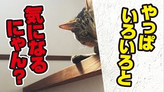 結構チラ見してくる猫と、一生懸命ここ掘れニャンニャンする猫！～Cats' holiday！～