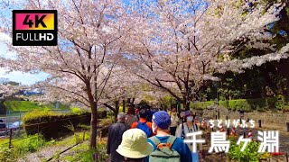 【4K】桜の花びらが舞う千鳥ヶ淵を散歩 (Mar. 2023) | Walk around Chidorigafuchi while viewing cherry blossoms.