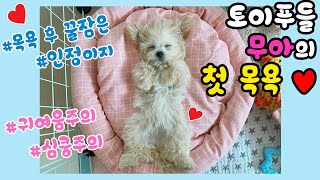 [ 토이푸들 Vlog ] 강아지 목욕 한번에 일주일이 걸리는 이유ㅣ완벽한 강아지의 첫 목욕 적응법