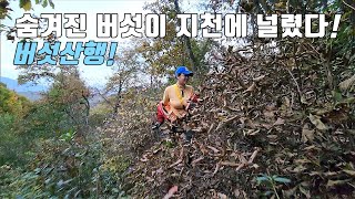 숨겨진 버섯이 지천에 널렸습니다! 자연산 산 느타리버섯ㅣ서리버섯을 찾아라! 식용버섯 찾아 떠나는 시골 강아지와 약초꾼 리얼 야생 진짜 방송! Country life