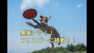 フリスビーに初挑戦！！黒柴ナツの珍道中Vol15　#柴犬 #豆柴 #子犬