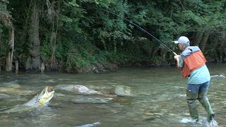 Pecanje potočne pastrmke na reci Gradac - Mušičarenje | Fly fishing flies and tips for brown trout