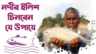 নদীর ইলিশ চিনবেন যে উপায়ে || Best way to  recognize the river hilsa || chandpur illish ||