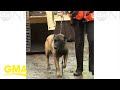 Australian rescue crew saves 20 dogs from flood waters l GMA