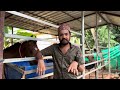 horse feed u0026problems how to feed horse കുതിരക്ക് കൊടുക്കുന്ന ഭക്ഷണം ചികിത്സ horse malayalam