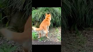 柴犬コロ 柴犬のこーゆーとこが😂 #柴犬コロ #おもしろ #かわいい #犬 #shibainu #dog #funny #cute