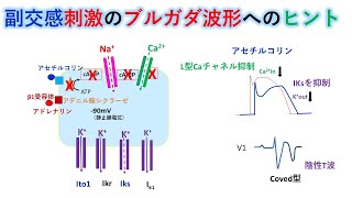 心電図：暗記からの卒業 43話　副交感神経刺激（イオン編）