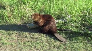 You Should See this Beaver Dragging a Heavy Branch across the sidewalk.