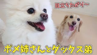 ポメラニアン姉さんとミニチュアダックス弟　🐶ひみつきちなう！#1🐶  (チワワ トイプードル ミニチュアピンシャー ポメラニアン ミニチュアダックス)