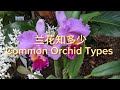 兰花知多少 Identification of common orchid types (CC in English)