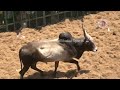 ayyampatti jallikattu 2023 videos 02 அய்யம்பட்டி ஜல்லிக்கட்டு 2023 videos 02