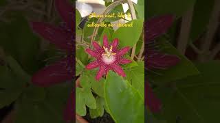 || RAKHI / PASSION FLOWER BLOOMED TODAY MORNING || #trends #youtubeshorts #shorts #gardening