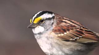 Kristina Polk - White Throated Sparrow Polymorphism