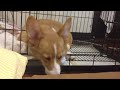 corgi tutti 打瞌睡 zzzzzzzzzz