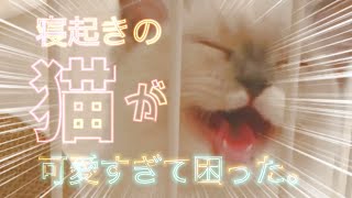 寝起きの顔もスッピンも自信あります【ラグドール猫のフラン】