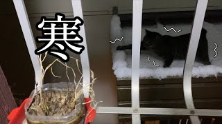 初めての雪に肉球をかじかませながら凍えて帰ってくる居候の猫（a cat that freezes in the first snow）