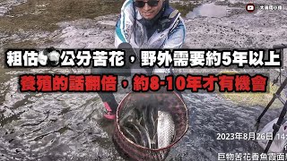 釣魚狂人4K紀錄片 大漢溪，一起來釣大苦花魚 Stream Fishing Taiwan